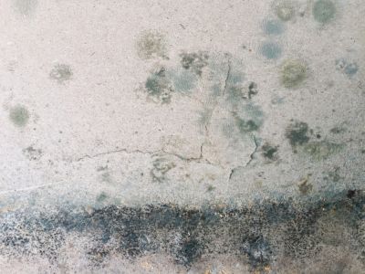 Prevent Mold and Mildew Growth!